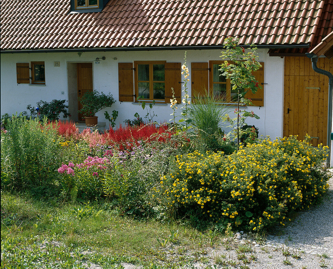 Vorgarten mit Potentilla Fruticosa, Sorbus aucuparia, Stockrose