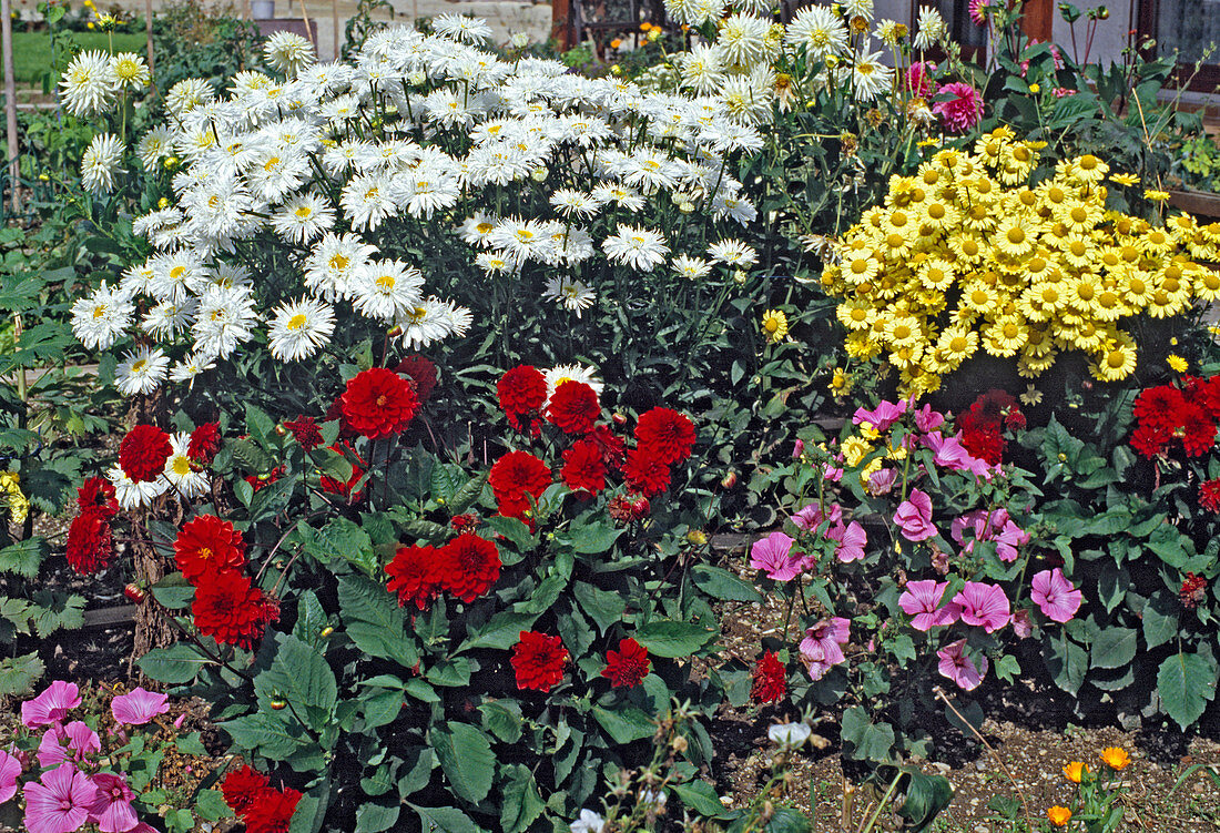 Summer bed with dahlias, daisies, cup mallows