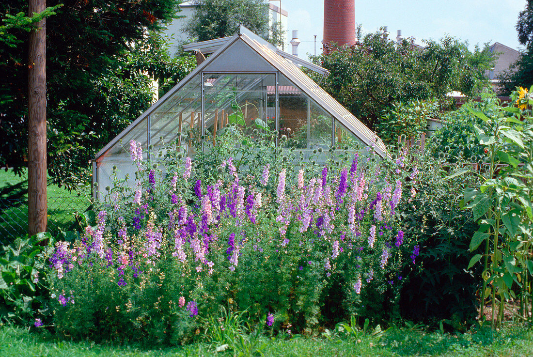 Gewächshaus mit vorgepflanzten Delphinium, Consolida (Rittersporn)