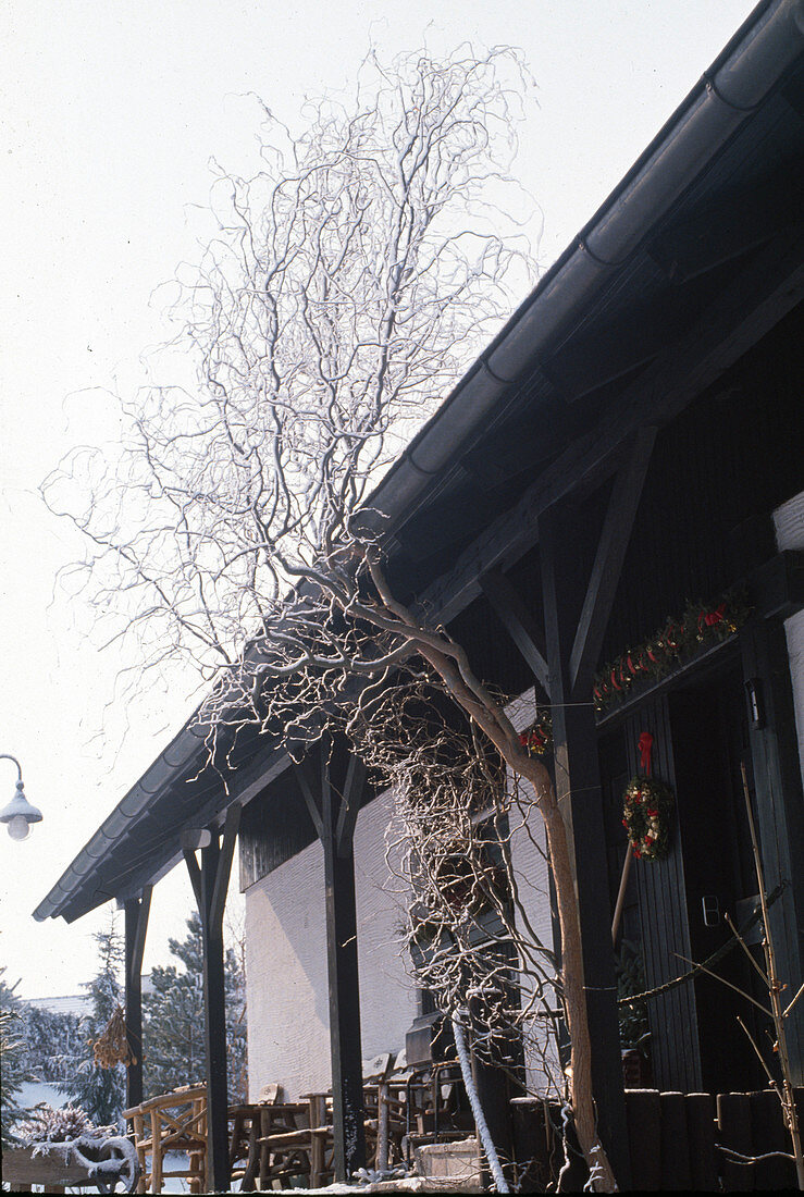 Salix matsudana 'Tortuosa'