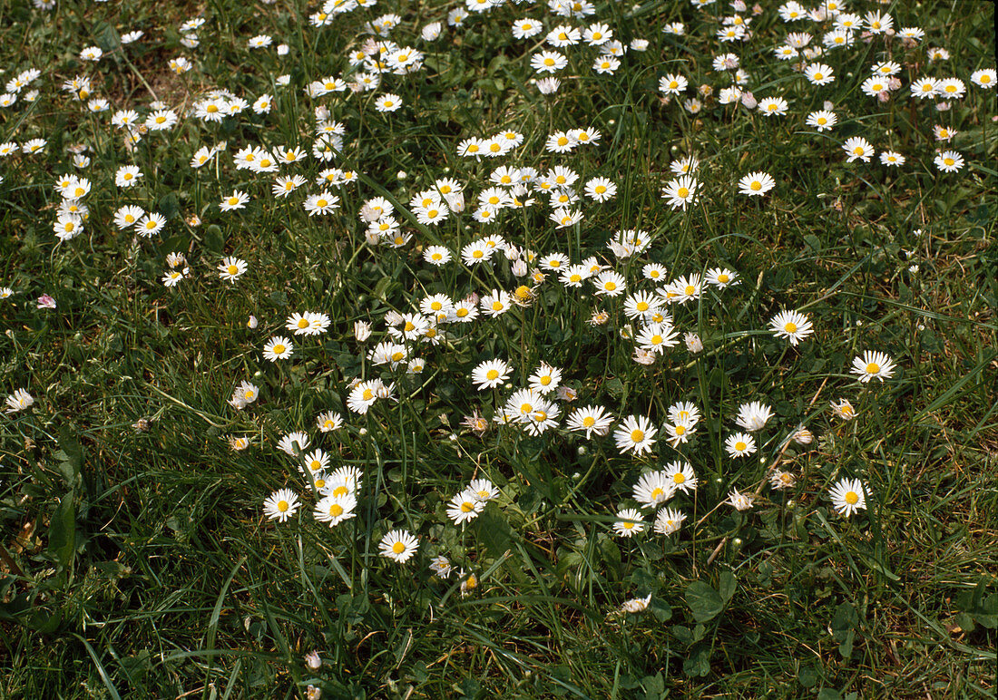 Blumenwiese mit Gänseblümchen