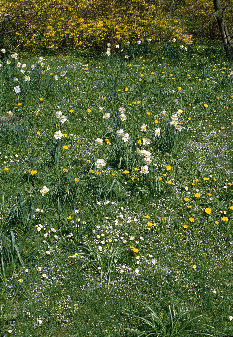 Wiese mit Narcissus (Narzissen), Taraxacum (Löwenzahn), Veronica