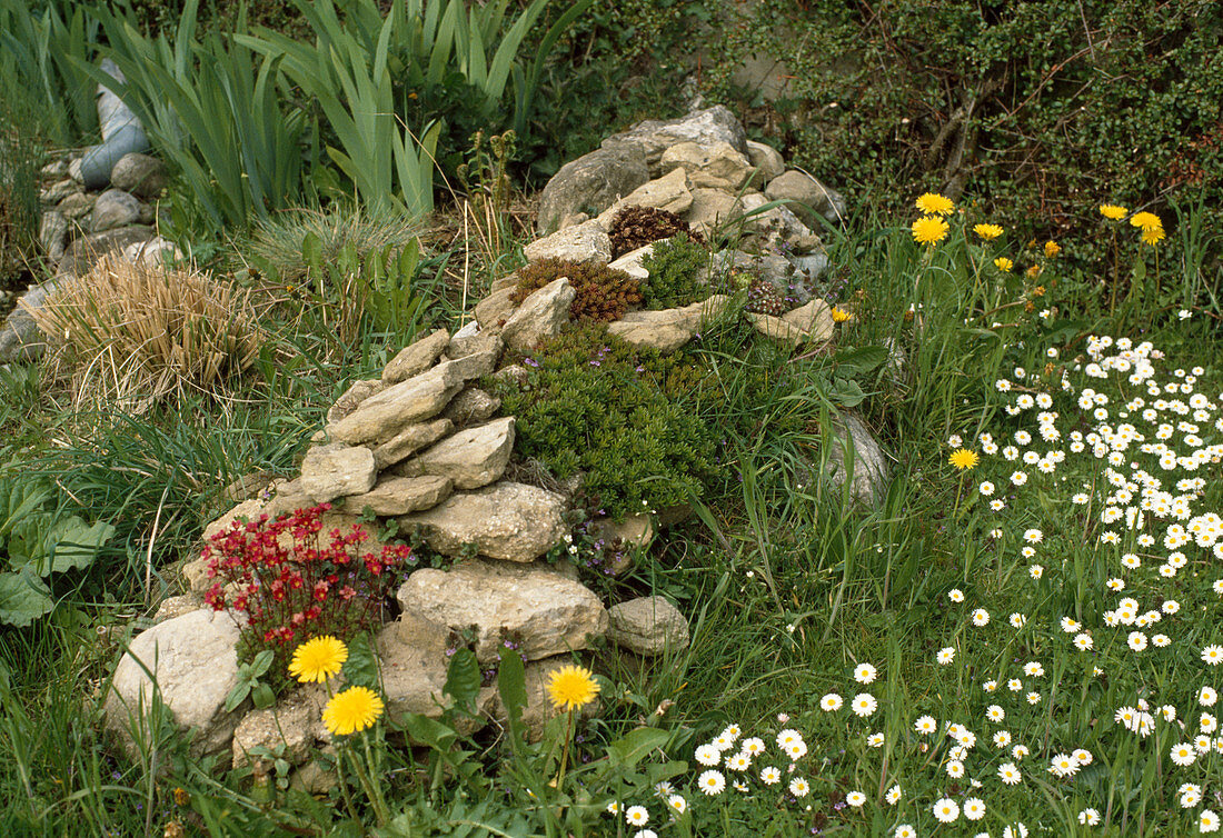 Piled up stones as a home for