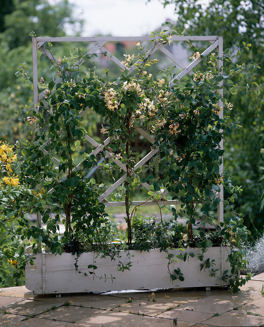 Lonicera caprifolium (Echtes Geißblatt)