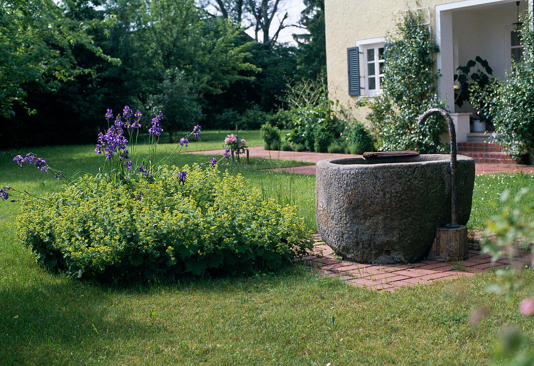 Water in the garden: granite fountain, beside it lady's mantle and meadow iris