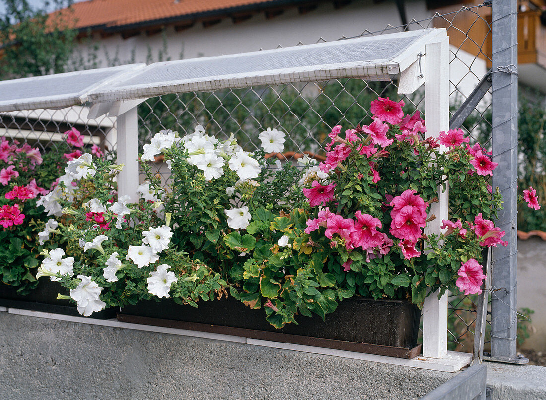 Rain shelter for petunias