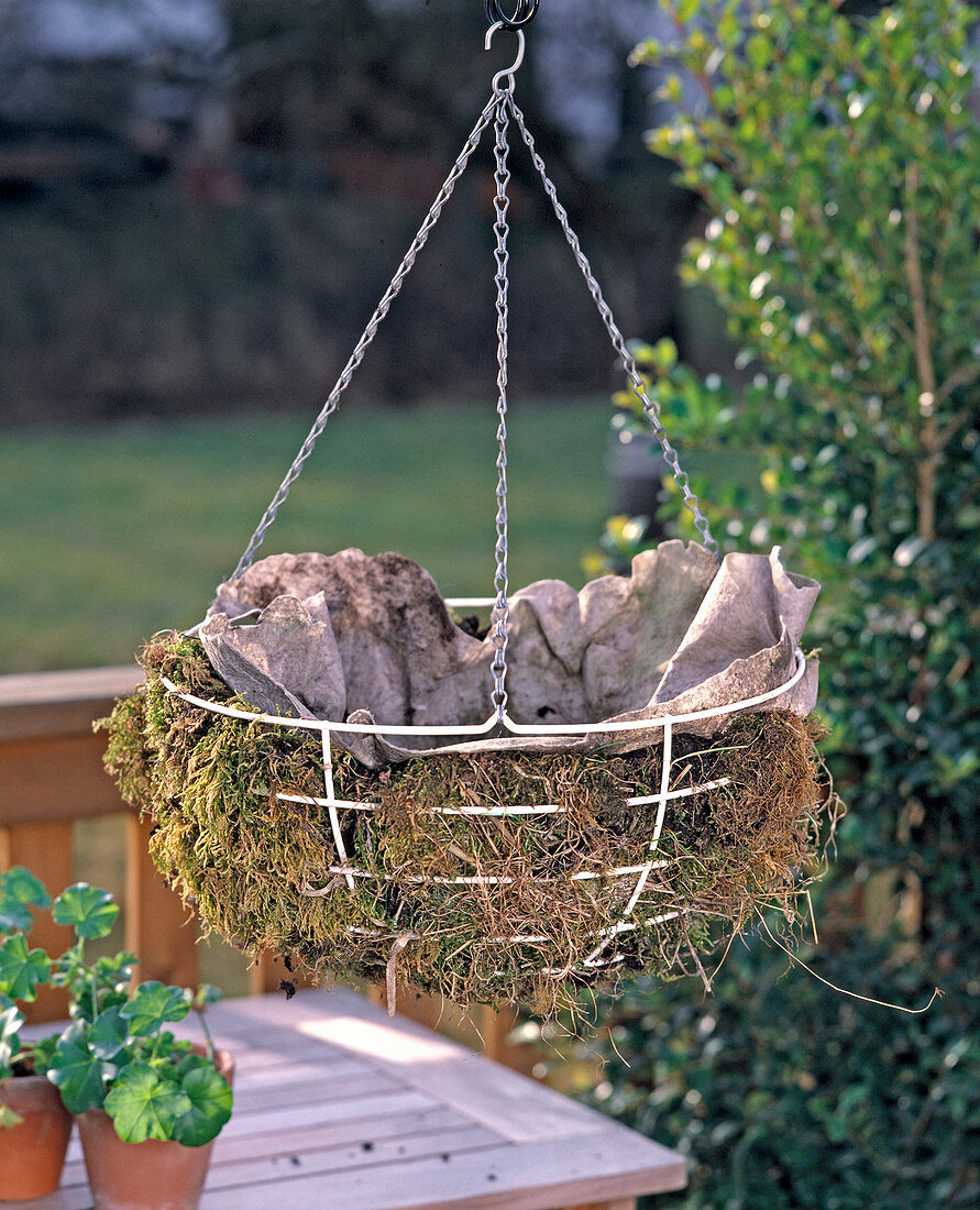 Hanging Basket', wire basket lined with moss and fleece