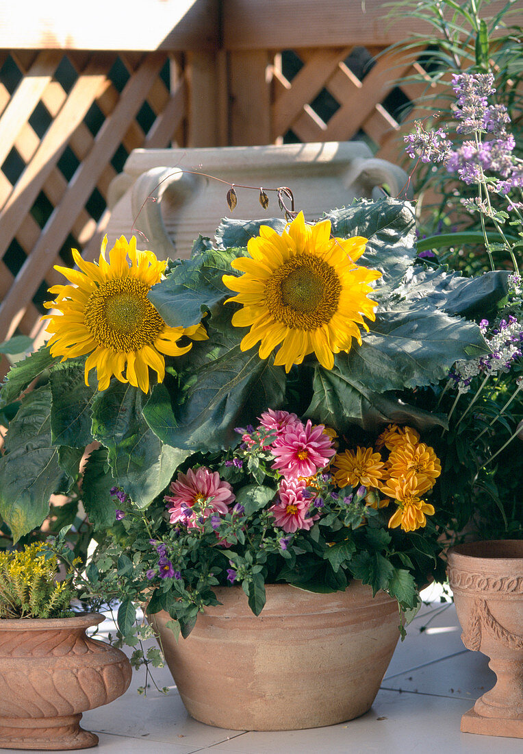 Schale mit Sonnenblume, Dahlien, Solanum