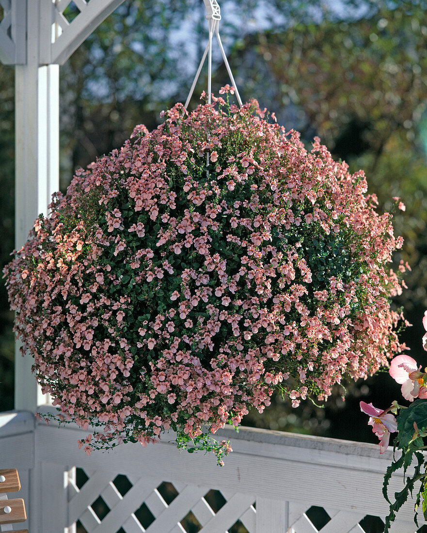 Diascia Vigilis 'Salomon Light'