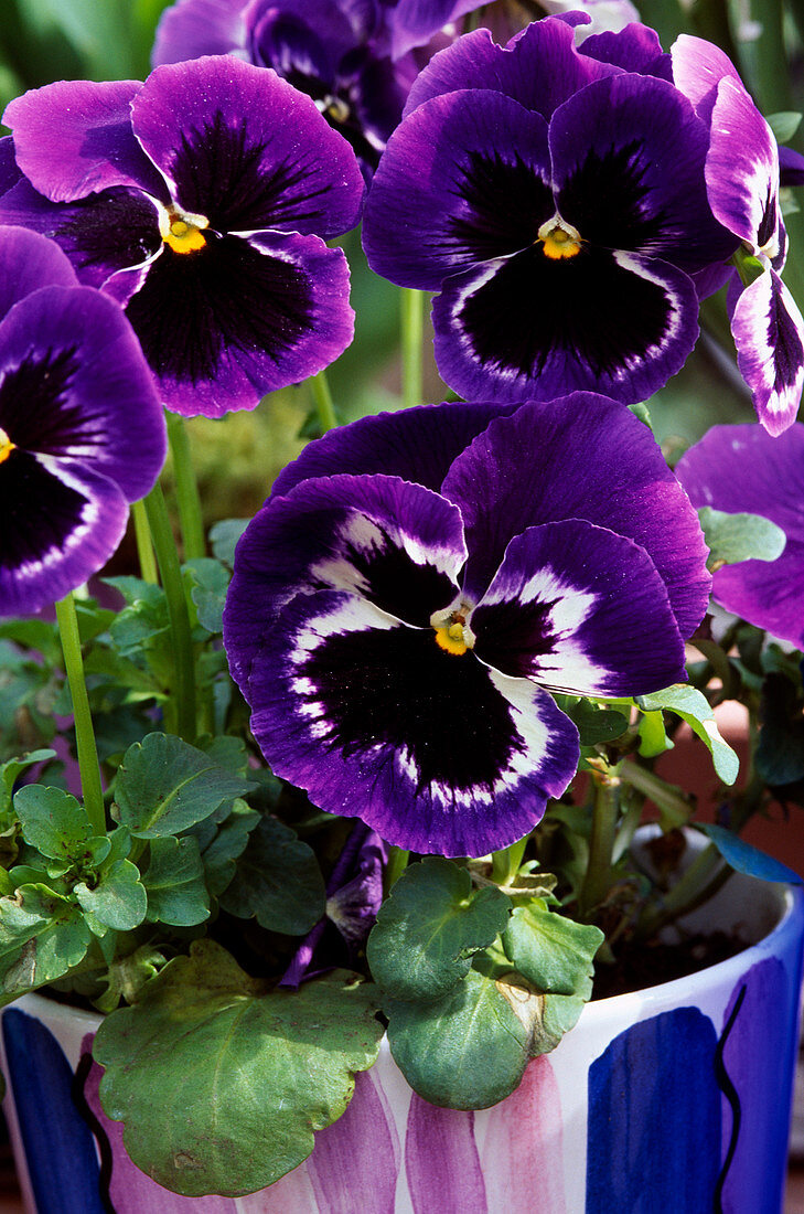 Viola Wittrockiana Delta F1 'Violet with Face, See Me'