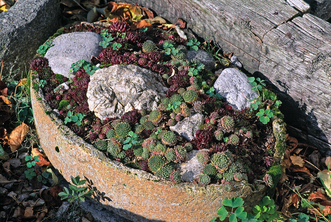 Oval bowl as a mini rock garden with Sempervivum