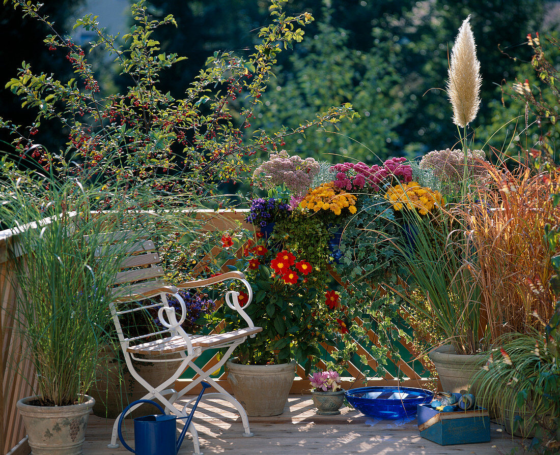 Pennisetum, Dahlia, Carex, Miscanthus, Pampas grass. Box: Autumn chrysanthemums