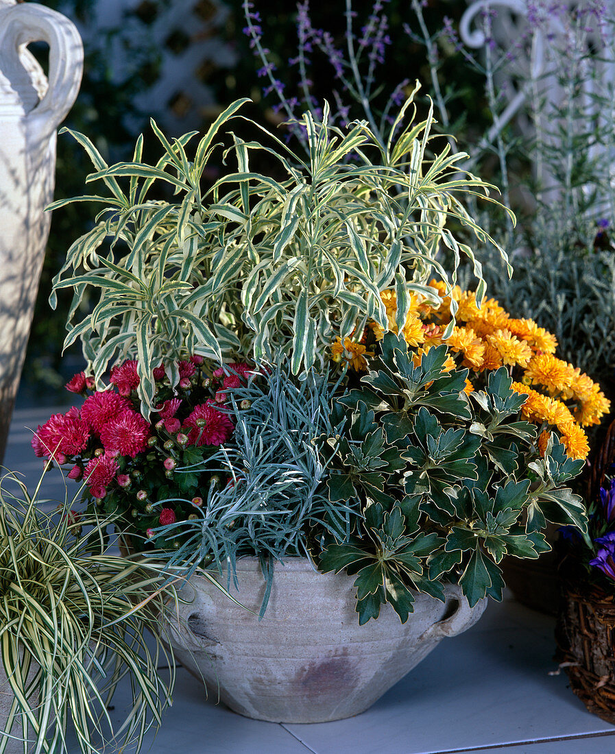 Carex hachijoensis, Gentiana, autumn chrysanthemums, Helichrysum, Ajania pacifica