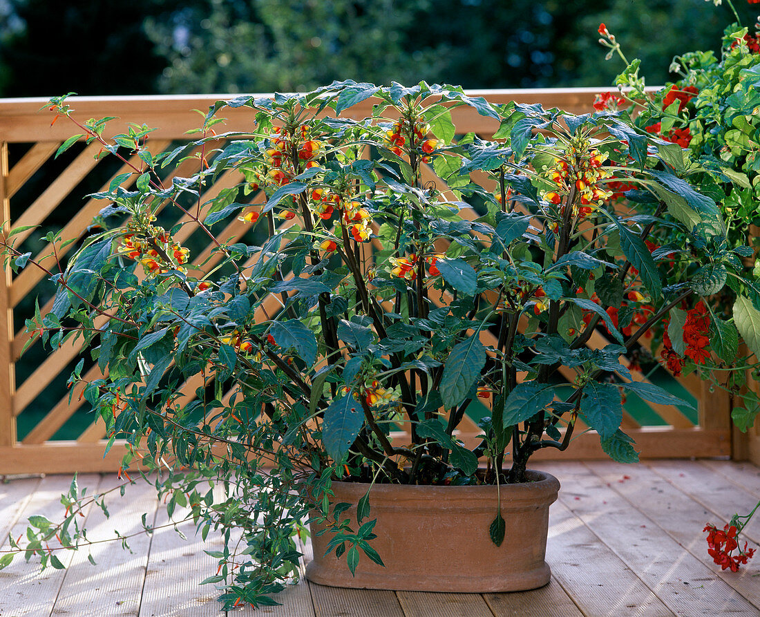 Impatiens niamniamensis syn congolensis (Parrot's beak flower)