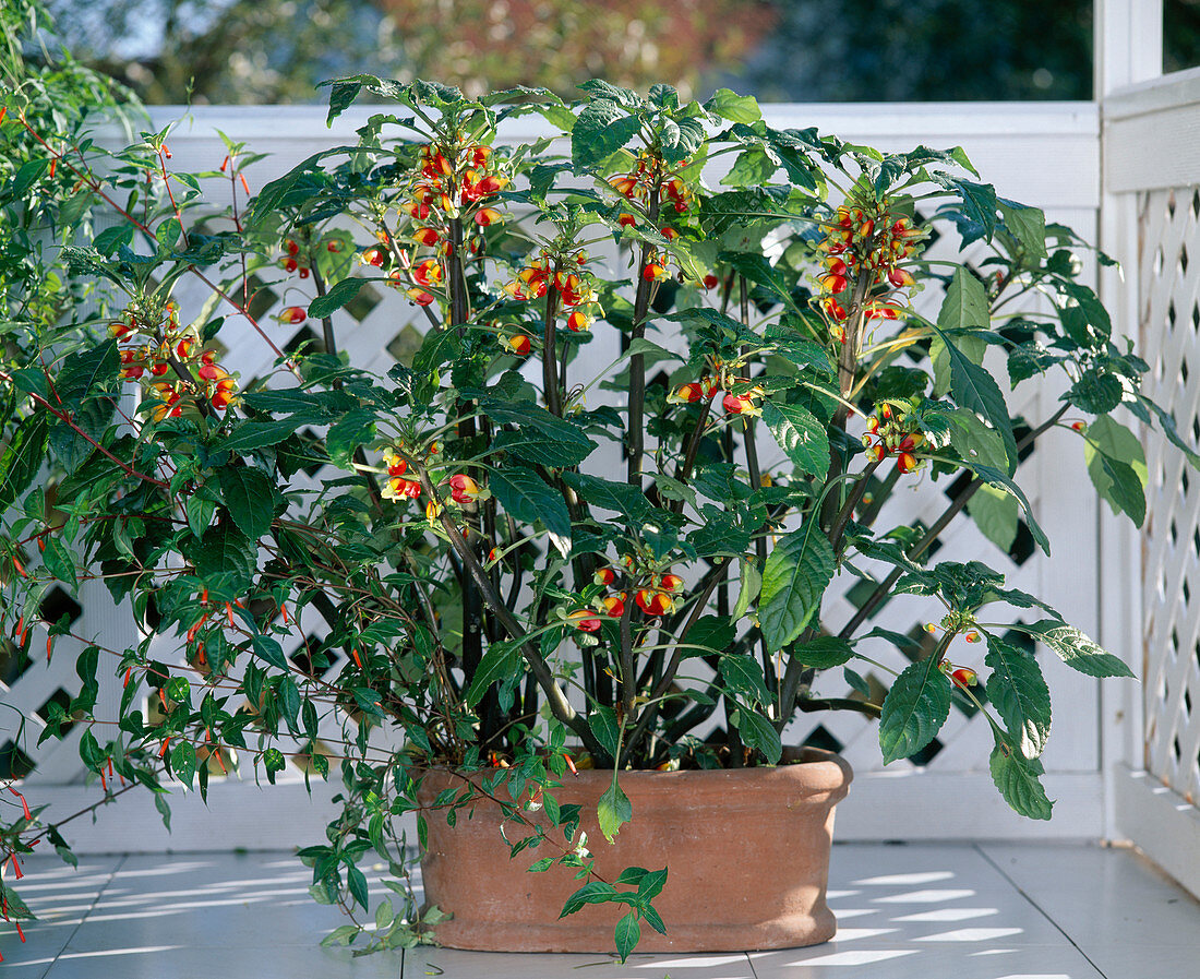 Impatiens niamniamensis Syn congolensis (parrotbeak flower)