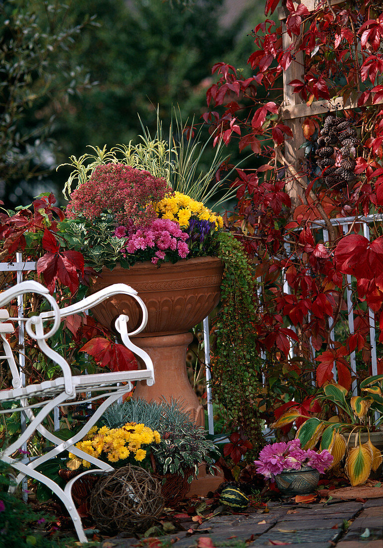 Autumn chrysanthemums, Sedum, Gentiana, Carex, Erysimum, Lysimachia. Basket: Autumn chrysanthemums