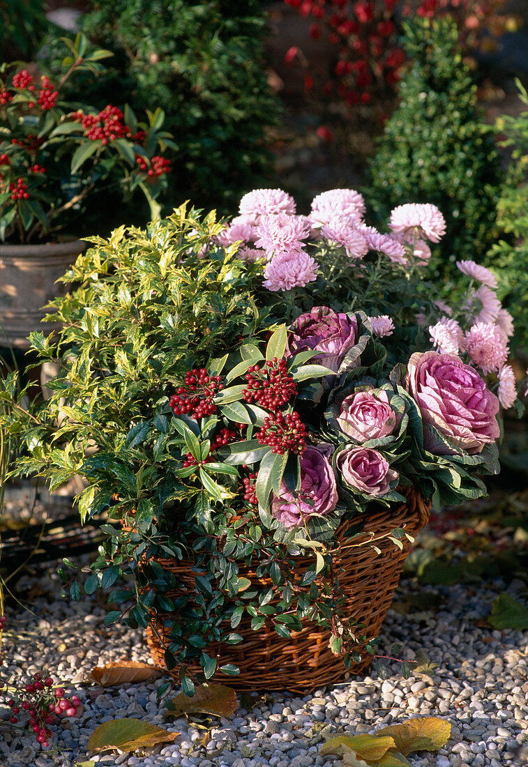 Herbstlich bepflanzter Korb : Brassica (Zierkohl), Skimmia (Fruchtskimmie