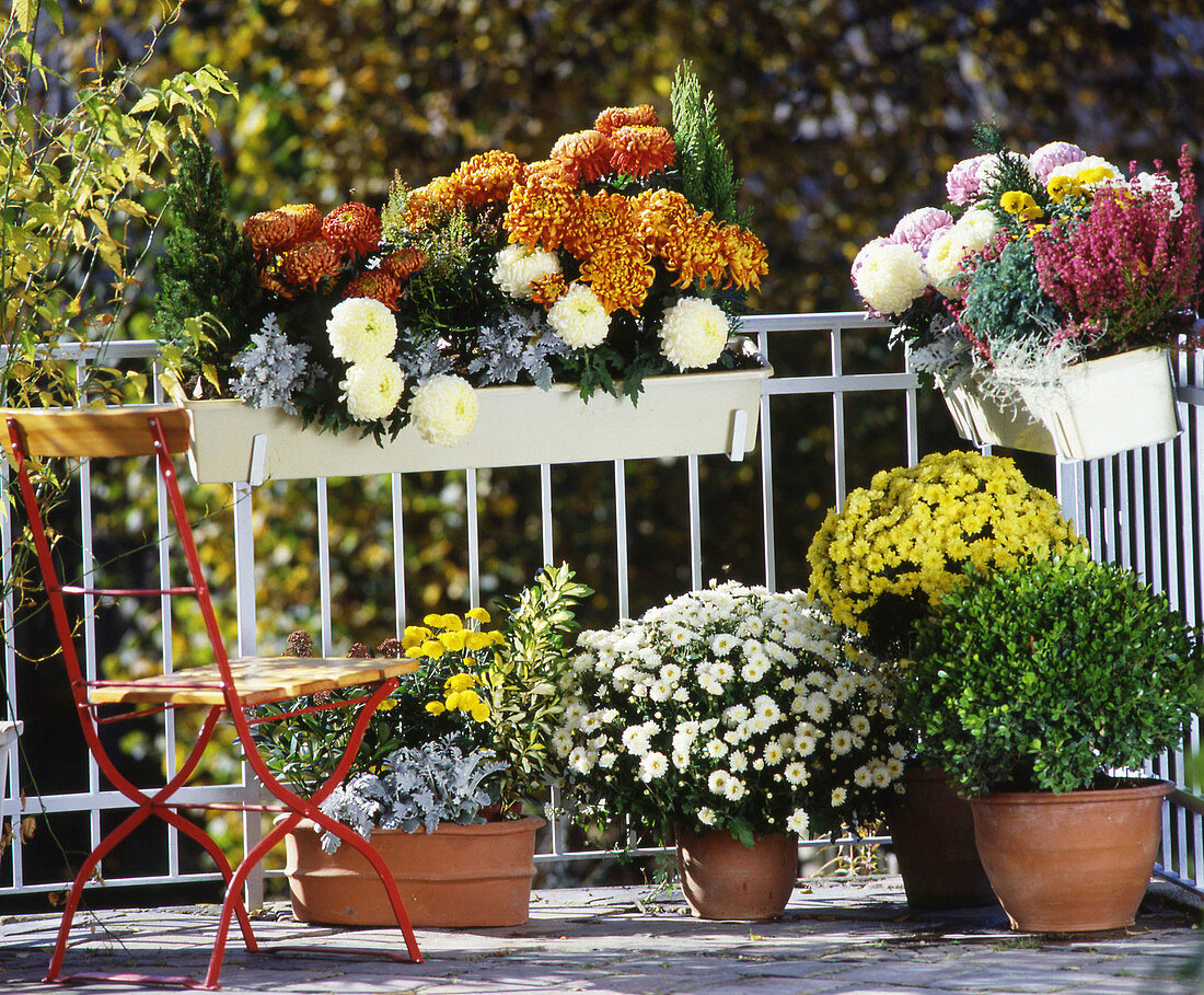 Autumn balcony with Crysanthemen