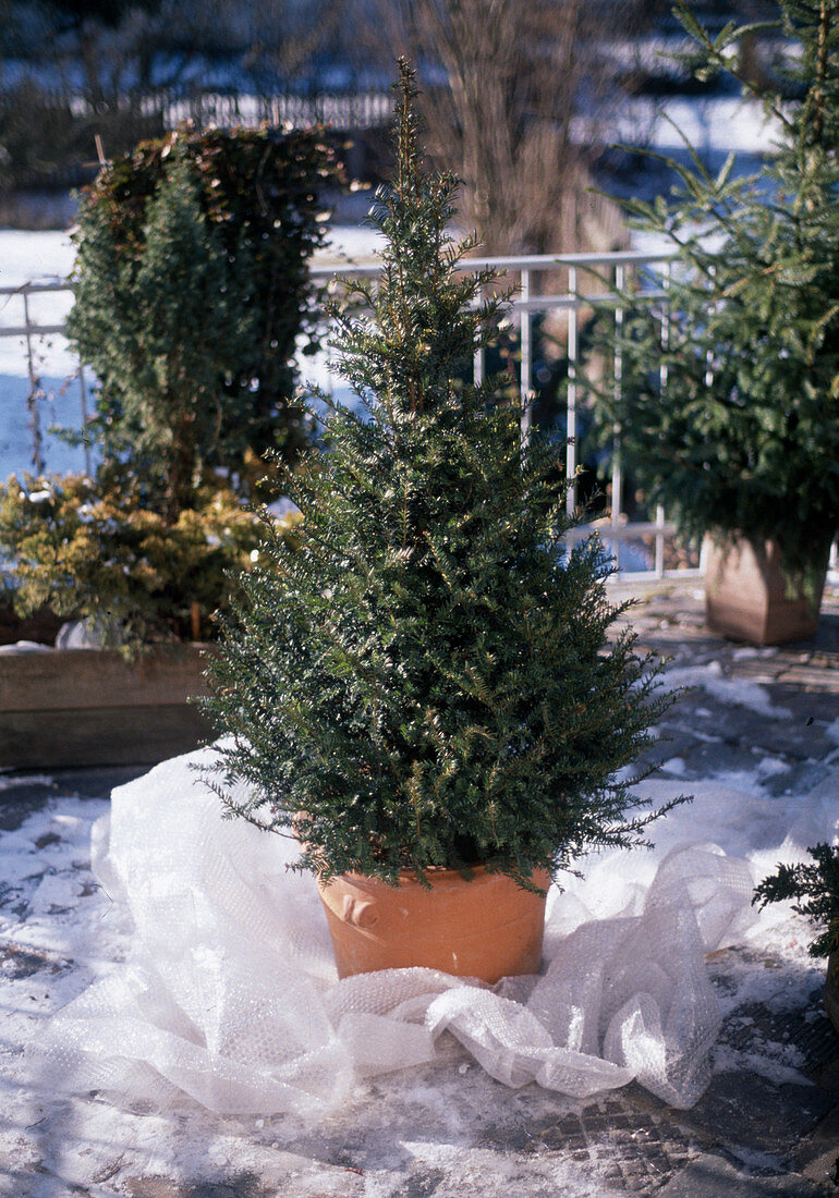 Taxus Baccata