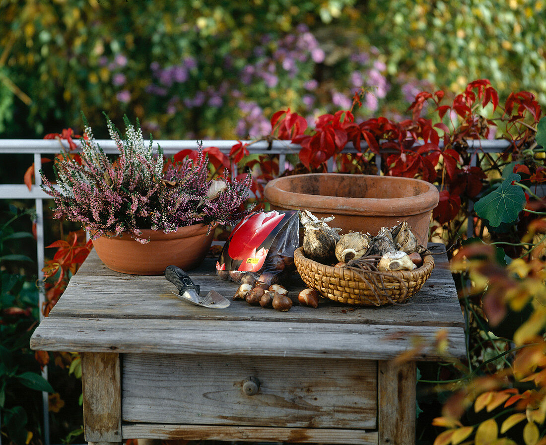 Planting bulbs in autumn