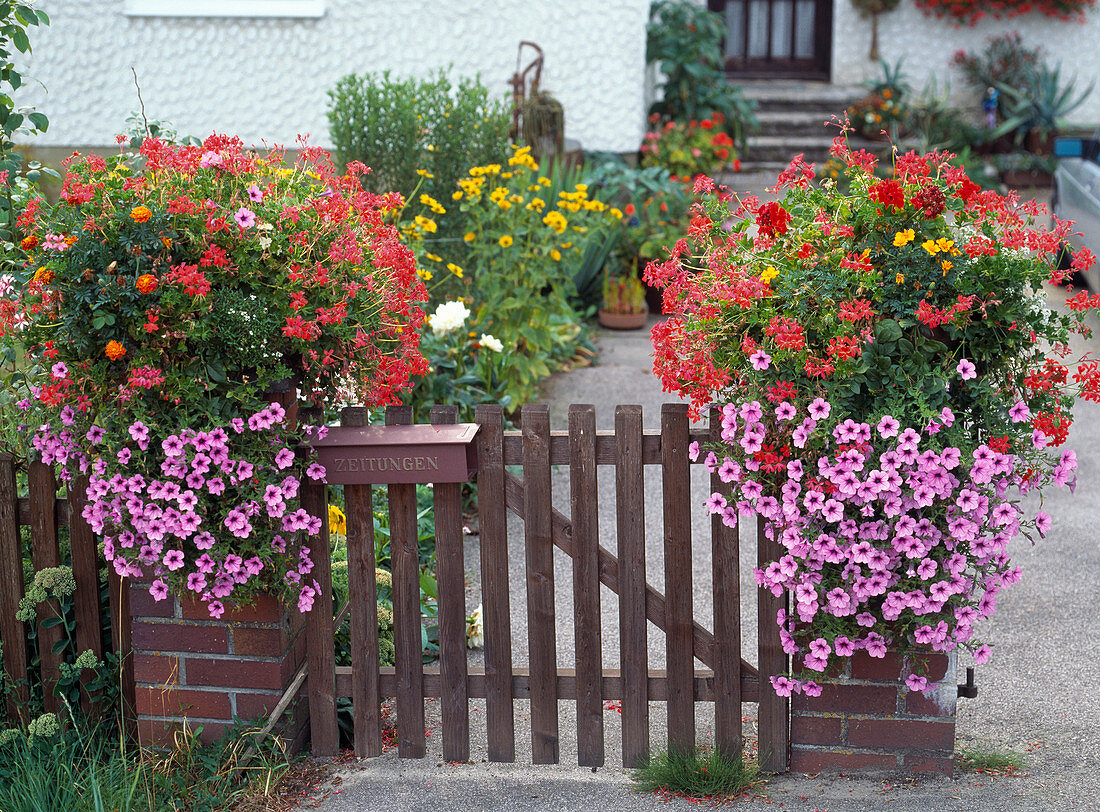 Pelargonium with petunia surfinia