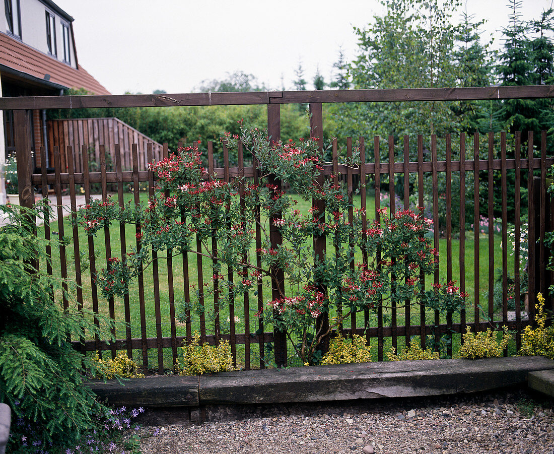 Privacy screen with Lonicera