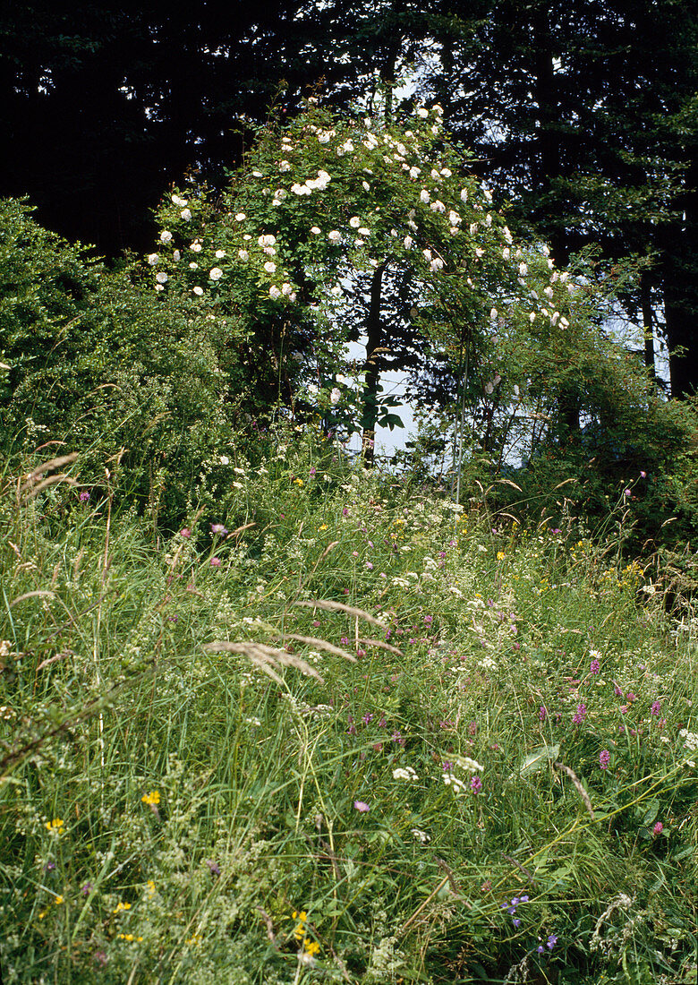 Natural flower meadow on a slope