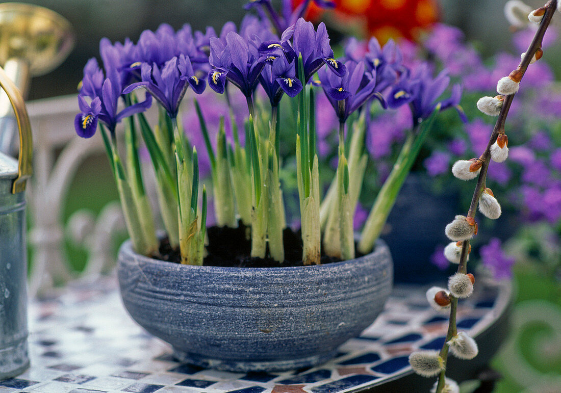 Iris reticulata 'Harmony'