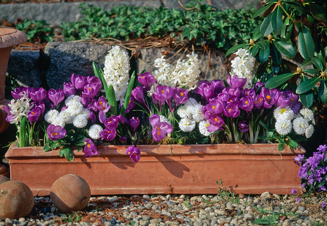 Kasten mit Crocus vernus, Bellis, Hyacinthus