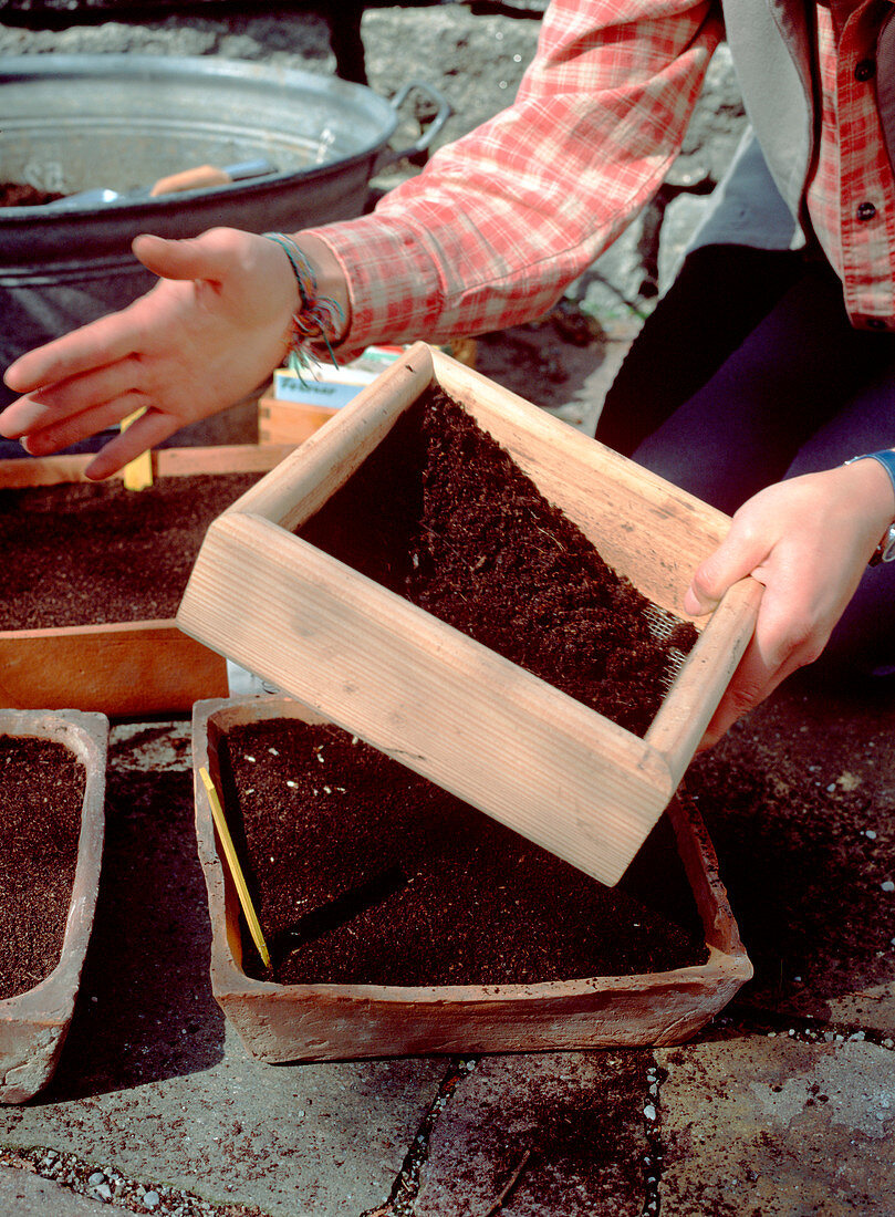Covering seeds with sieved soil