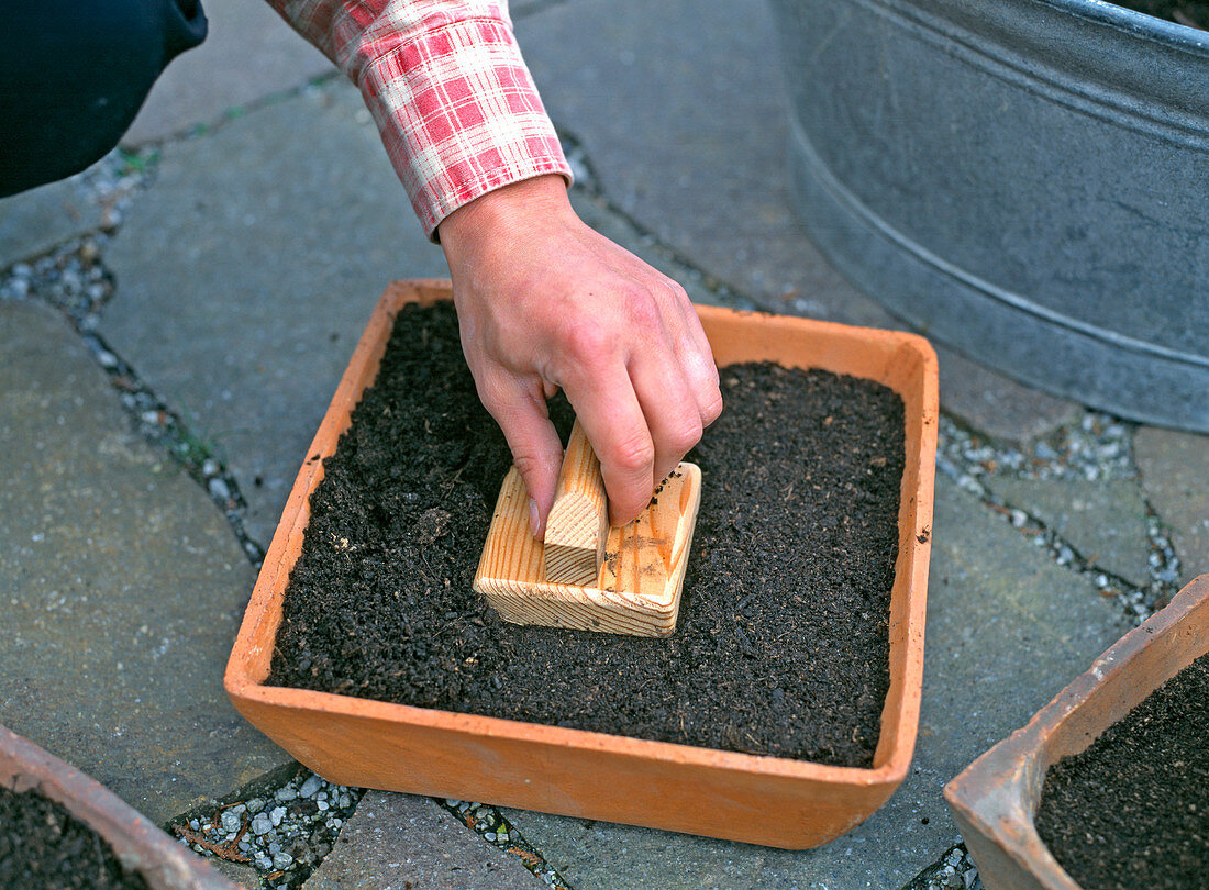 Firmly press sieved soil over the seed