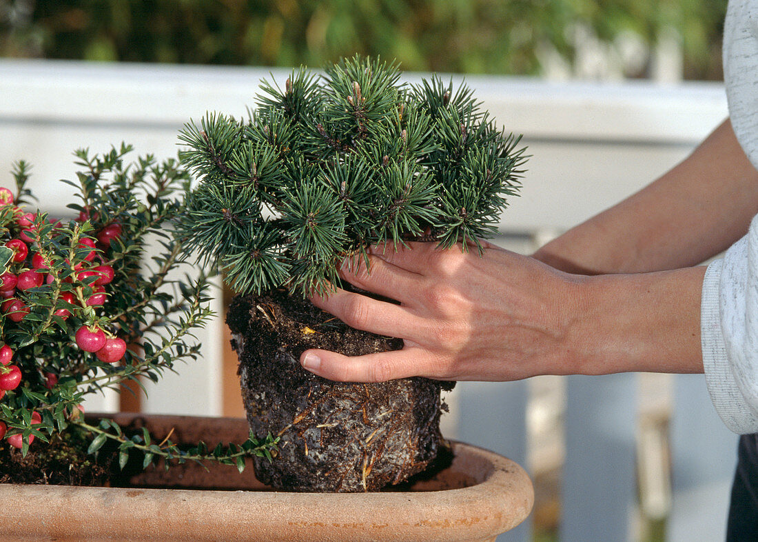 Pinus 'Mops' (Mopskiefer) in Kasten einpflanzen