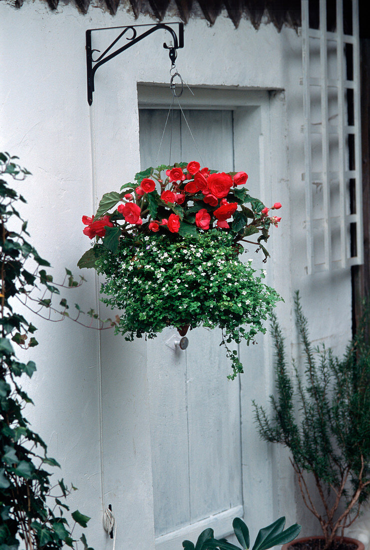 Begonia hybr. hanging basket, Sutera diffusus 'Snowflake'