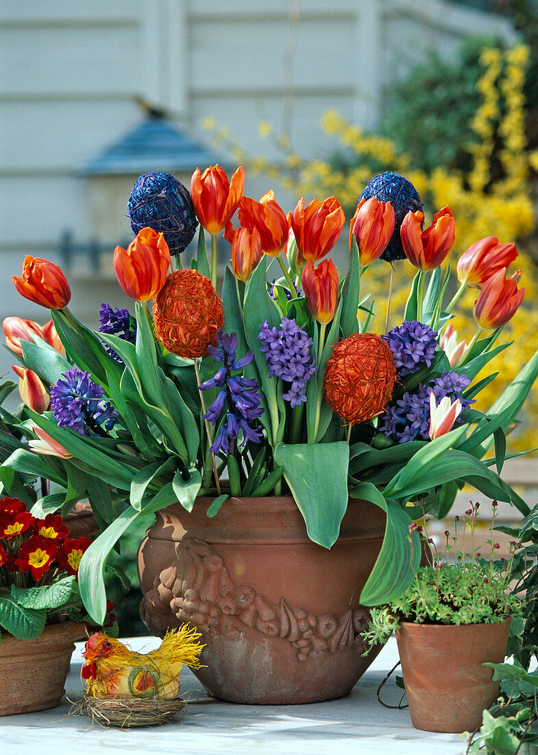 Hyacinthus, Tulipa 'Princess Irene', Hedera Helix (ivy)