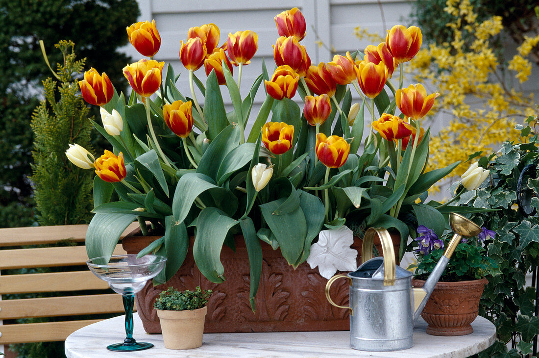 Tulips 'Kees Nelis'