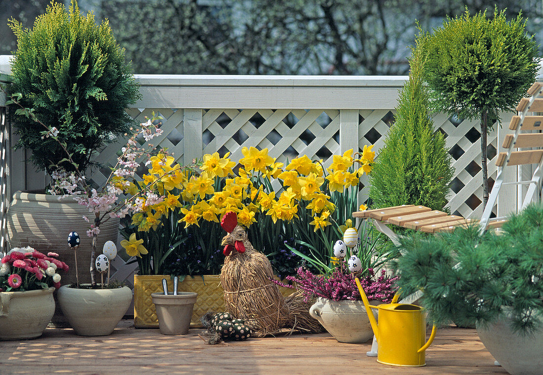 Cupressus, Narcissus (Osterglocken)