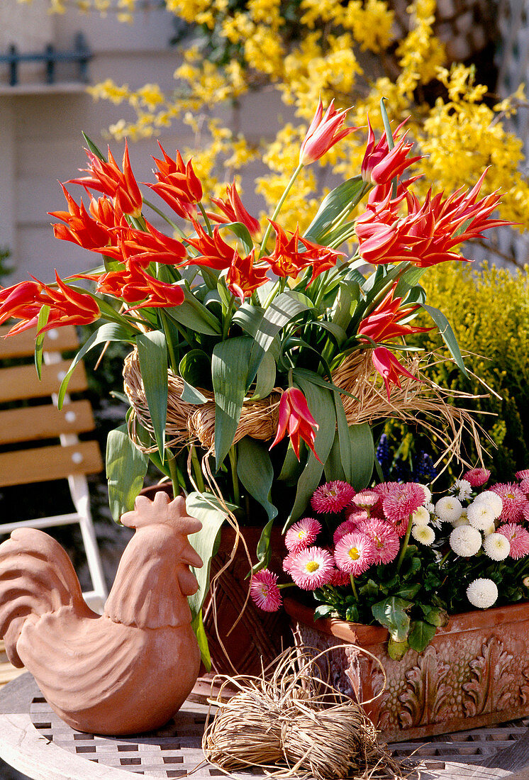 Tulpe 'Aladin' Lilienblütige Tulpe