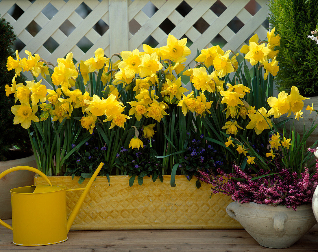 Narcissus 'Flower Record'