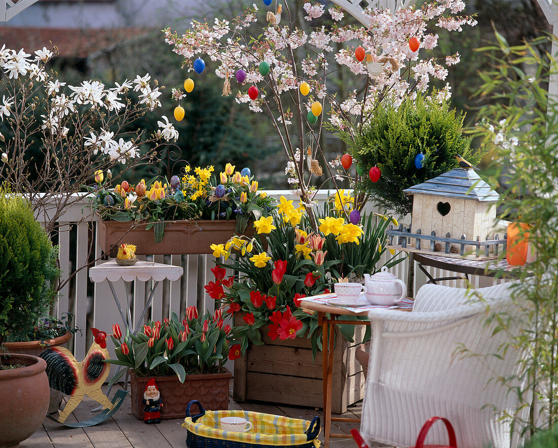 Easter balcony with Prunus (ornamental cherry)