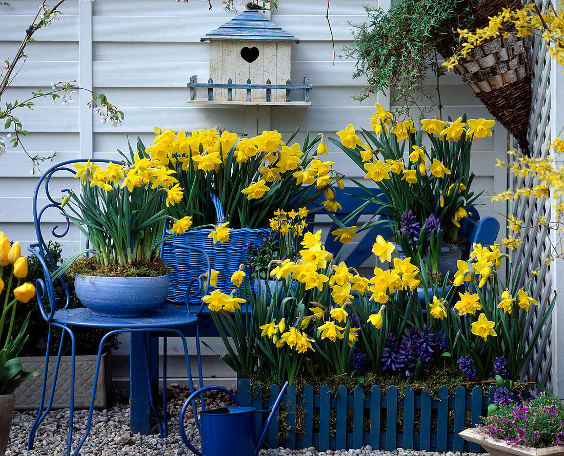 Blau-gelbe Terrasse mit Narzissen und Hyazinthen