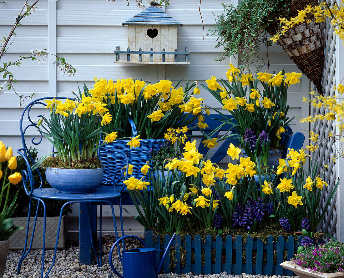 Blue-yellow terrace with daffodils and hyacinths