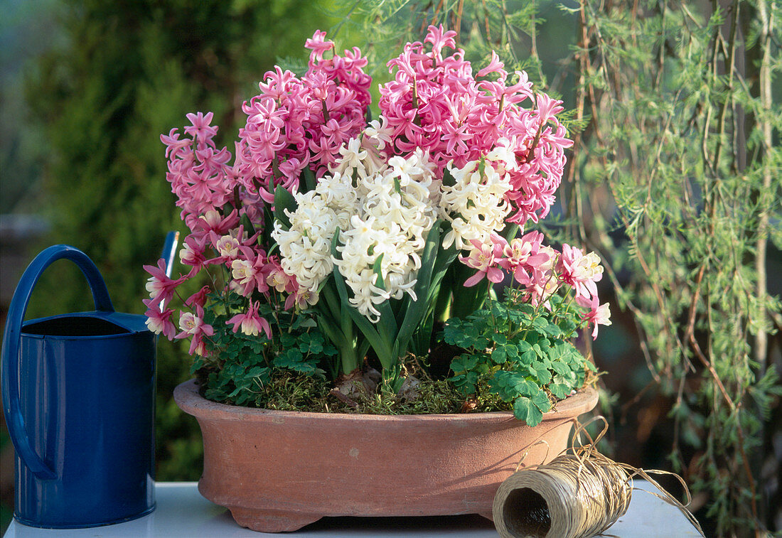 Hyacinthus ORIENTALIS