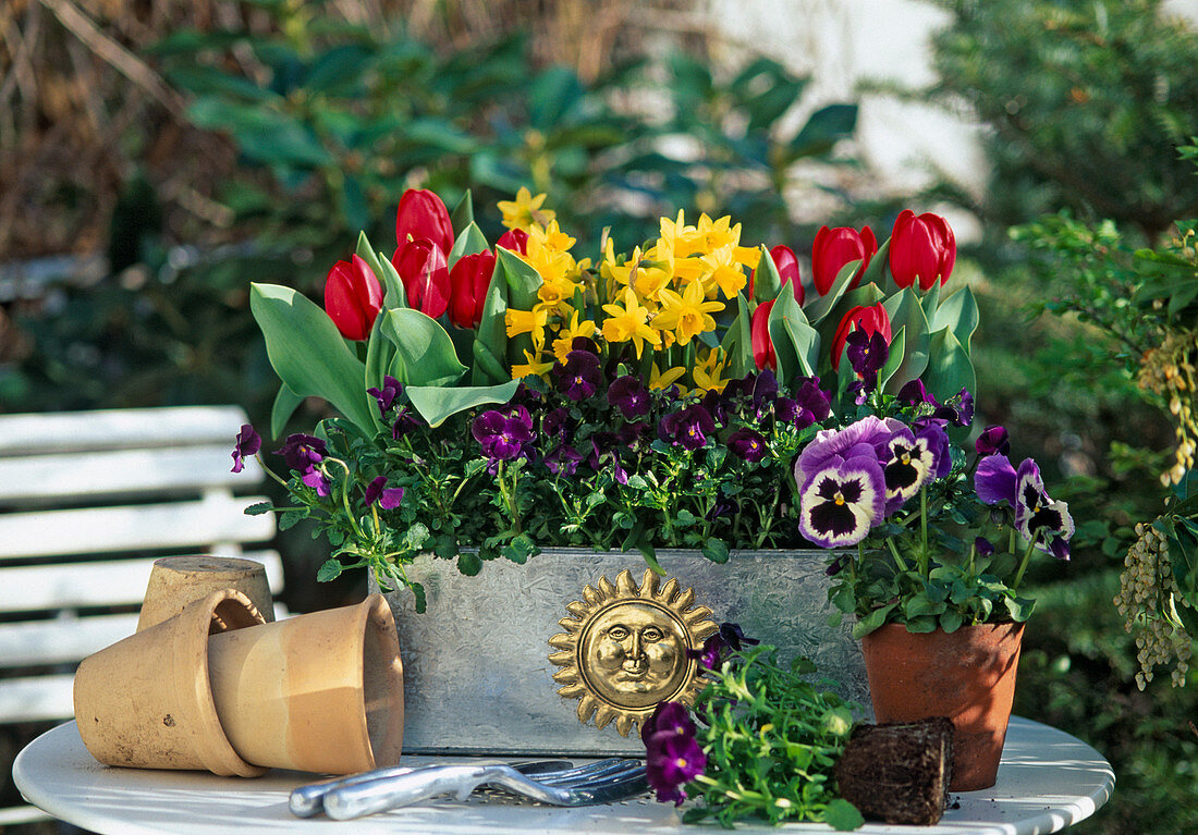 Box planted in spring with pre-sprouted bulb flowers