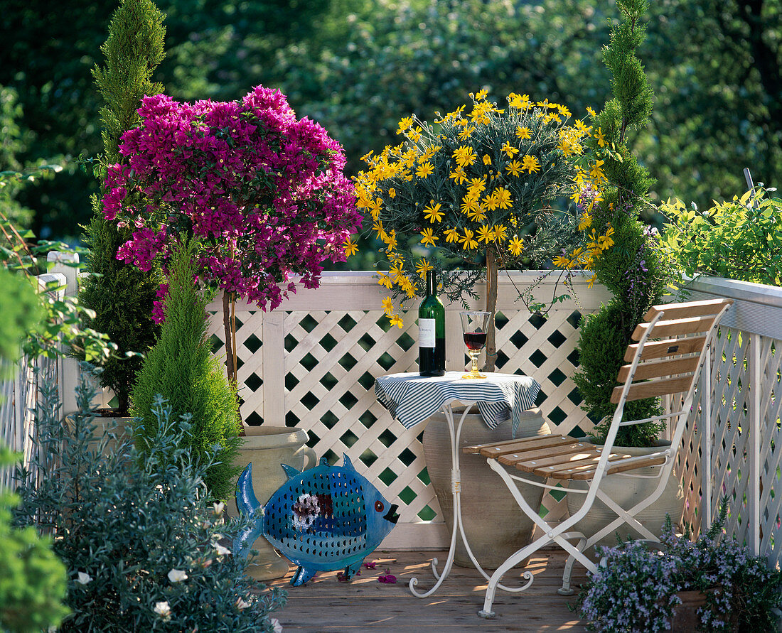 Bougainvillea Glabra, Euryops pectinatus (Gelb)