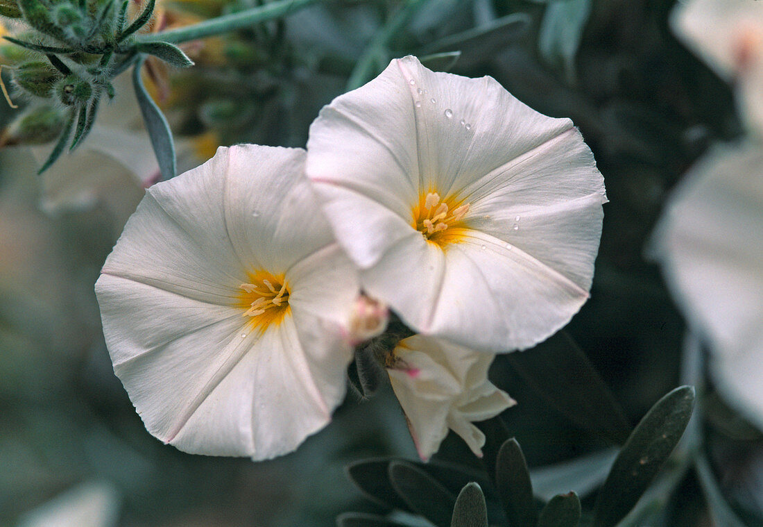 Convolvulus cneorum (Silver Bindweed)