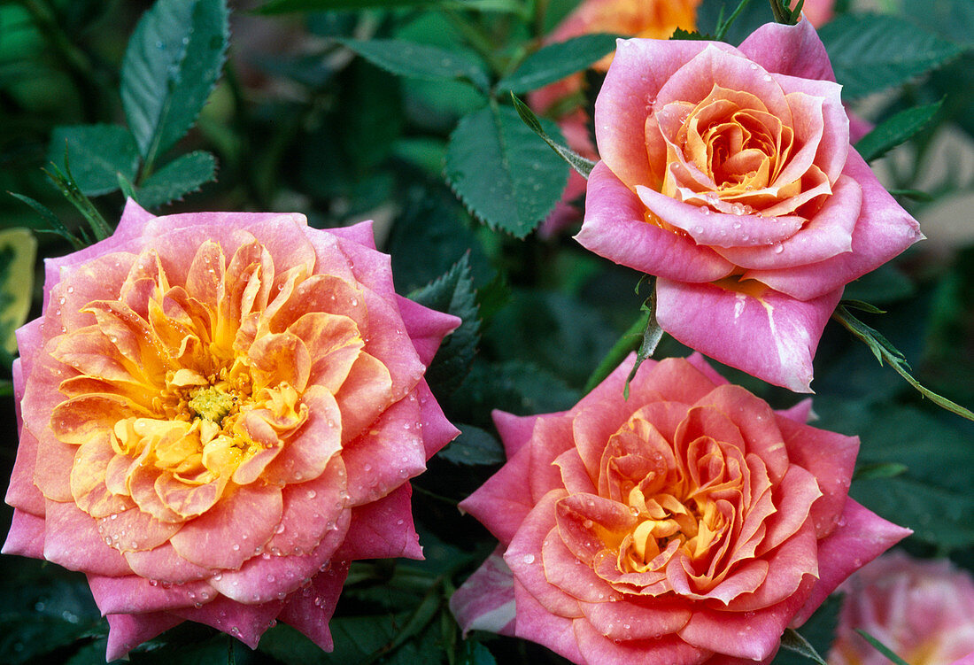 Rose 'Baby Masquerade'