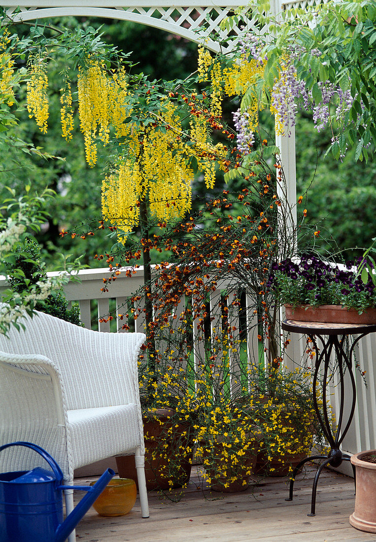 Laburnum Watereri (laburnum), Wisteria