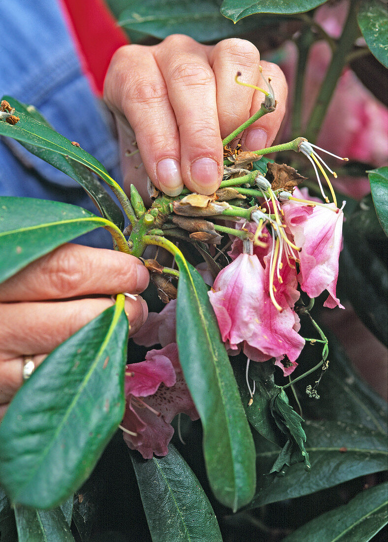 Break out rhododendron after flowering