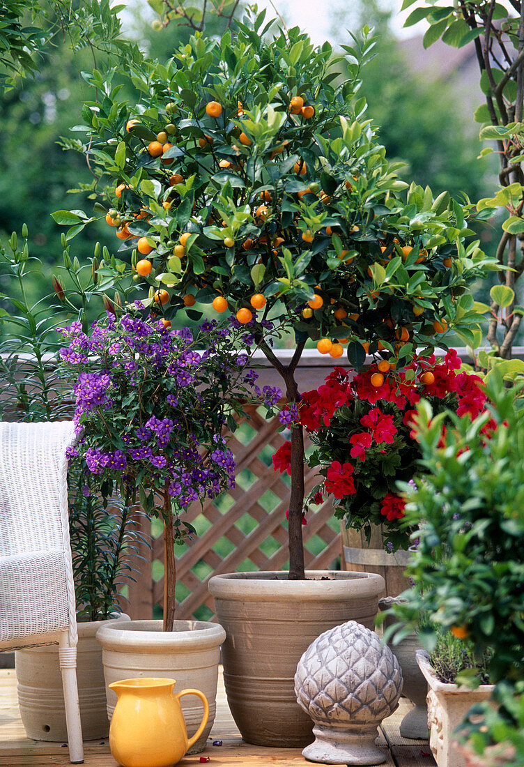 Solanum rantonnetii, Citrus x mitis (Calamondin), Pelargonium stämmchen