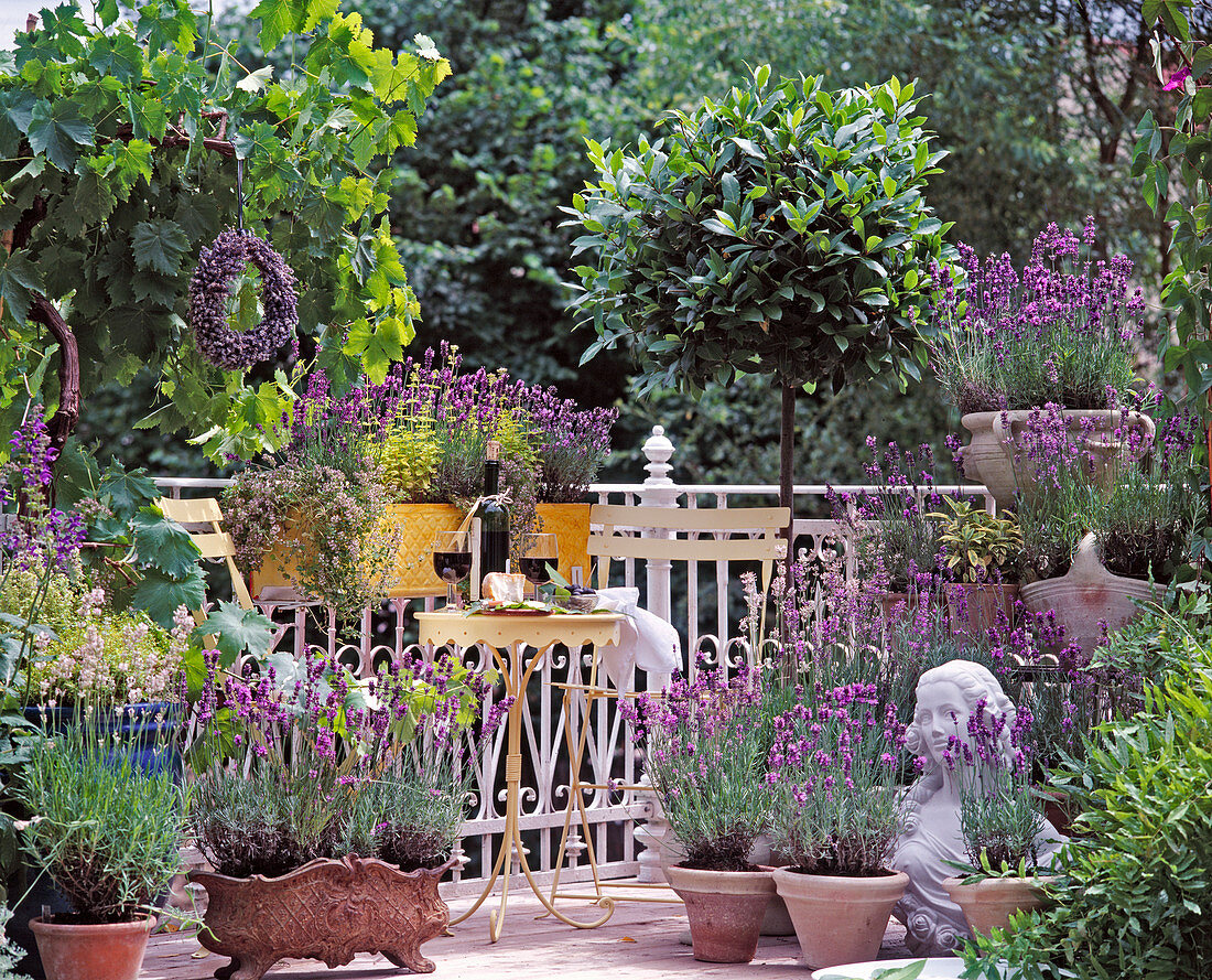 Balcony with Provencal flair = Lavandula